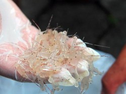 1,3 Juta Benih Lobster Rp 209 M Selamat dari Penyelundupan