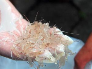 1,3 Juta Benih Lobster Rp 209 M Selamat dari Penyelundupan 1,3 Juta Benih Lobster Rp 209 M Selamat dari Penyelundupan