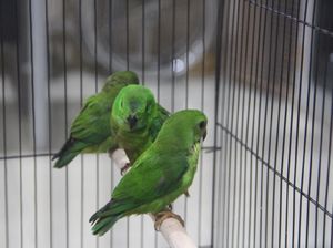 Penyelundupan Burung Serindit Digagalkan, Pelaku Masih Diburu