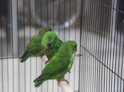 Penyelundupan Burung Serindit Digagalkan, Pelaku Masih Diburu