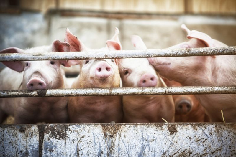 close up of a pigs face on a truck, behind bars