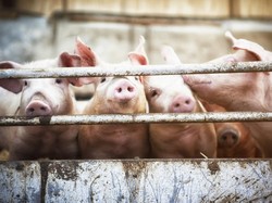 Kementan Tegaskan Virus Flu Babi di RI Bukan Varian G4 yang Bisa Picu Pandemi