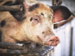 Heboh Influencer China Nekat Makan Pakan Ternak Babi, Disebut Tinggi Protein