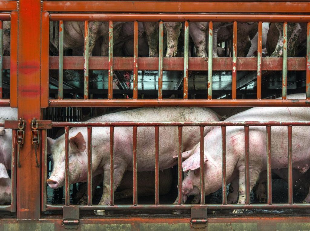 Kiat Bali Cegah 350 Ribu Populasi Babi Terjangkit Demam Afrika Kiat Bali Cegah 350 Ribu Populasi Babi Terjangkit Demam Afrika