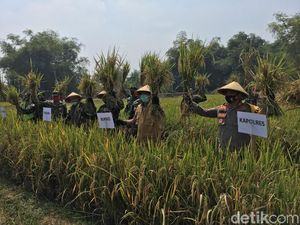 Kampung di Mojokerto Hasilkan 7,4 Ton Gabah Atasi Dampak Ekonomi COVID-19