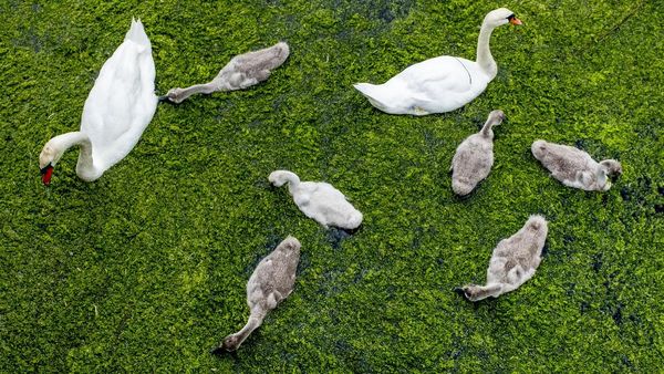 Kehidupan Alam Liar Jerman di Tengah Pandemi