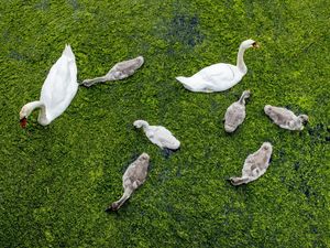 Kehidupan Alam Liar Jerman di Tengah Pandemi
