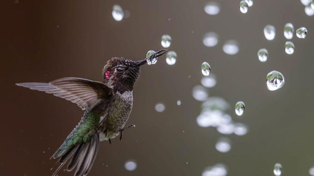 Keindahan Burung dalam Tangkapan Jawara Kontes Audubon Photography Awards