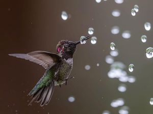 Keindahan Burung dalam Tangkapan Jawara Kontes Audubon Photography Awards