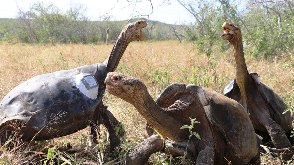Potret Kura-kura Raksasa nan Mudik Setelah 55 Tahun