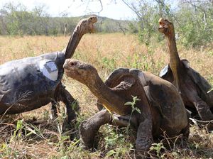 Siap-siap, Pulau Galapagos Gandakan Tiket Masuk Wisata Siap-siap, Pulau Galapagos Gandakan Tiket Masuk Wisata