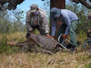 Setelah Lebih dari Setengah Abad, Kura-kura Raksasa Ini Mudik Setelah Lebih dari Setengah Abad, Kura-kura Raksasa Ini Mudik