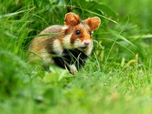 3 dari 32.000 Spesies Sangat Terancam Punah