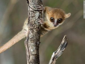 3 Hewan yang Paling Terancam Punah