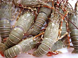 Omzet Bakso Lobster Rp 50 Juta hingga 5 Daerah Penghasil Lobster Terbaik