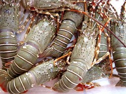 Omzet Bakso Lobster Rp 50 Juta hingga 5 Daerah Penghasil Lobster Terbaik