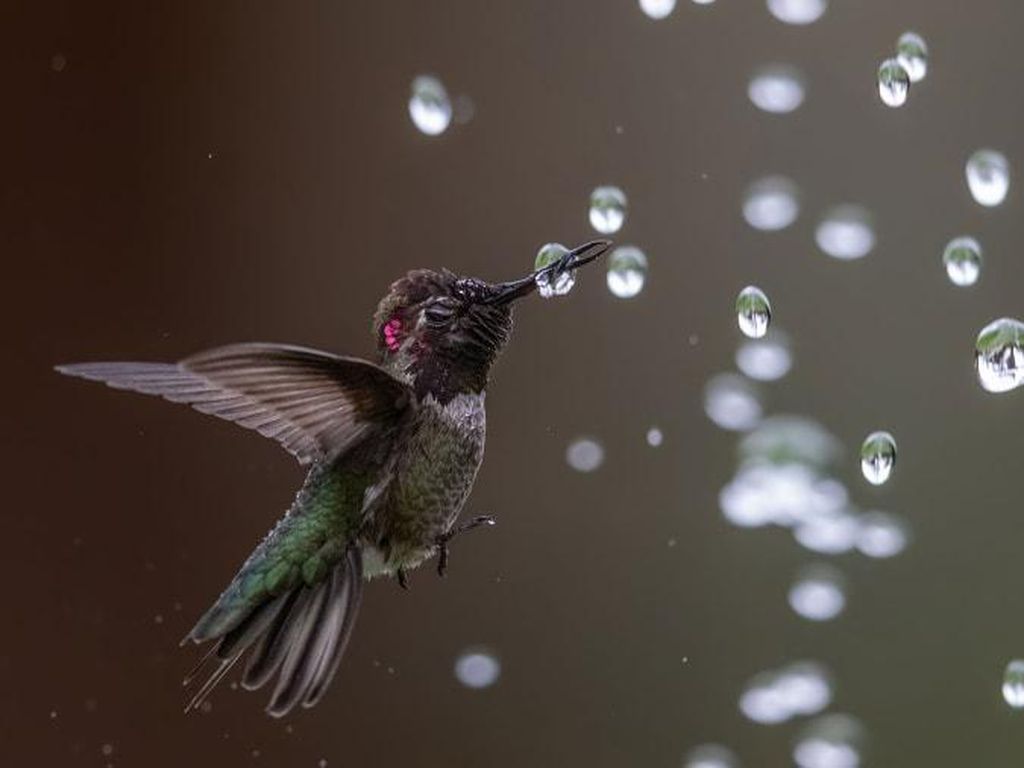 Foto Luar Biasa dari Kontes Foto Burung