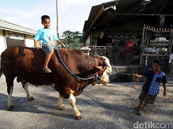 Naik Sapi Jadi Tren Baru Saingi Gowes Sepeda