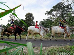 Yuk, Berkunjung ke Kampung Sapi Raksasa yang Viral di Boyolali