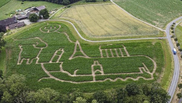 Potret Unik Petani Hias Ladang Jagungnya
