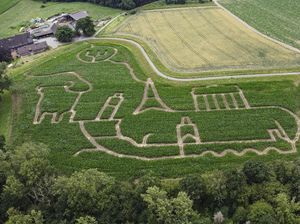 Potret Unik Petani Hias Ladang Jagungnya