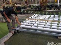 Tanam Hidroorganik Jawaban Ketahanan Pangan Saat Pandemi Corona