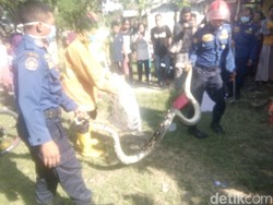 Masuk Rumah Warga, Ular Sanca 2,5 Meter Ditangkap Warga Bojonegoro