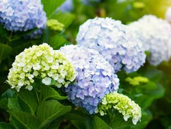 12 Tanaman Cantik tapi Beracun, Jangan Pelihara di Rumah (Part 2)