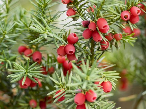 Taxus baccata European yew is conifer shrub with poisonous and bitter red ripened berry fruits