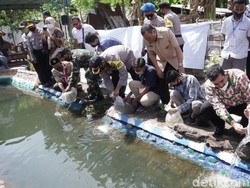 Forkopimda Kota Probolinggo Tebar Ribuan Bibit Ikan Nila Saat Pandemi