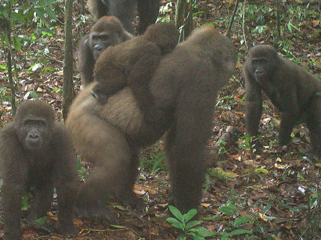 Gorila Terlangka Sedunia Terekam Ditemukan Bersama Bayinya