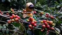 Ambyar! Harga Kopi Arabika Terus Merosot