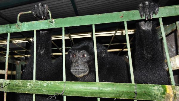 Hewan Dilindungi Ini Diserahkan Warga untuk Direhabilitasi