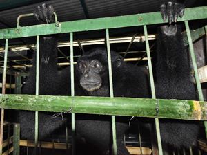 Hewan Dilindungi Ini Diserahkan Warga untuk Direhabilitasi