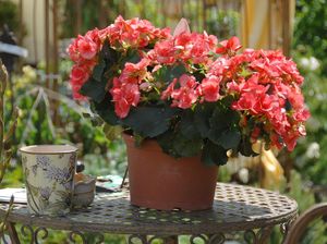 7 Jenis Sukulen, Tanaman Hias yang Bisa Ditanam Indoor