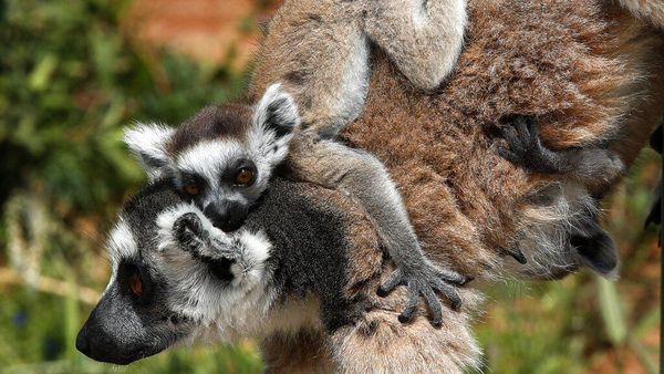 Kasian! Deretan Hewan Ini Dibayangi Ancaman Kepunahan