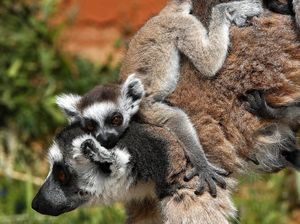 Kasian! Deretan Hewan Ini Dibayangi Ancaman Kepunahan