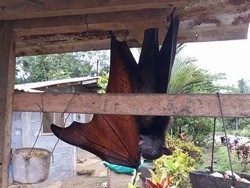 Cara Menangani Kelelawar yang Hinggap di Atas Loteng