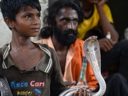 Lebih dari Satu Juta Orang Meninggal karena Gigitan Ular di India