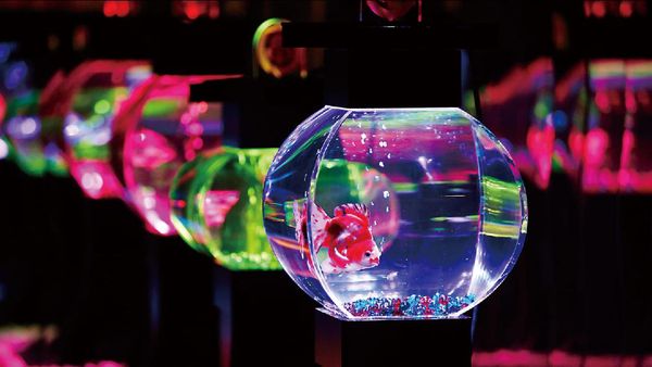 Potret Akuarium Unik yang Tampung 30 Ribu Ikan Mas Koki di Jepang