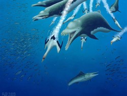 Lumba-lumba Dulunya Predator yang Menyeramkan