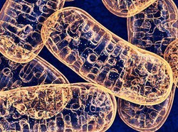 Tentang Organel Sel: Fungsi dan Jenisnya pada Hewan serta Tumbuhan