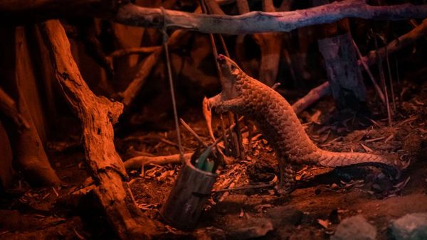 Ini Penangkaran Satwa Liar di Vietnam Untuk Cegah Kepunahan