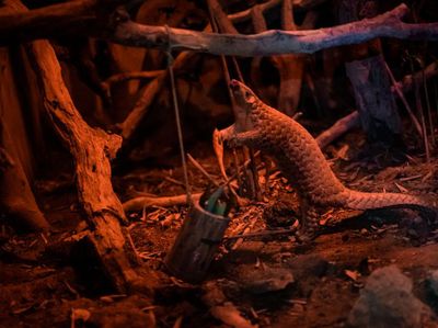 Ini Penangkaran Satwa Liar di Vietnam Untuk Cegah Kepunahan