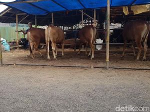 Jelang Idul Adha, Penjualan Hewan Kurban di Cimahi Diprediksi Turun