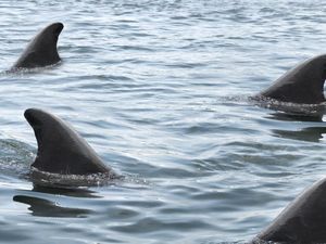 Pria di Australia Tinju Hiu untuk Selamatkan Istri