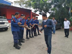 Ular Sanca yang Lilit ABG di Tangsel hingga Tewas Ditangkap!