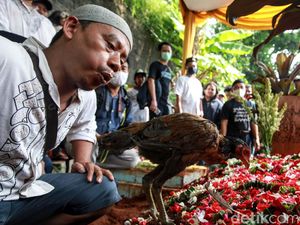 Almarhum Masih Perjaka, Keluarga Lepas Ayam Jantan di Pusara Yodi Prabowo