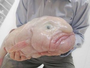 10 Evolusi Terunik pada Hewan, Ada Katak melahirkan Lewat Mulut dan Ikan Berjalan 10 Evolusi Terunik pada Hewan, Ada Katak melahirkan Lewat Mulut dan Ikan Berjalan