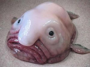 Si Paling Jelek di Dunia Ini Jadi Ikan Terbaik 2025 Si Paling Jelek di Dunia Ini Jadi Ikan Terbaik 2025